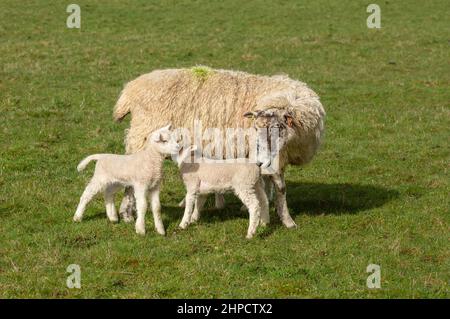 Swaledale pecora mulo o pecora femminile in primato Springtime con due agnelli neonato. Concetto: Madre premurosa. Un agnello sta succhiando. Spazio di copia. Orizzontale Foto Stock