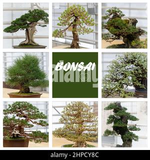 Set di verdi alberi di bonsai. Raccolta di albero bonsai. Set di bonsai di forme diverse in vasi di fiori Foto Stock