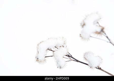 Fiori congelati del Agrimony.in Inverno coperti di neve. Foto Stock