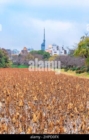 tokyo, giappone - dicembre 06 2021: Fossato di Ohori del castello di Fukuoka pieno di loto secco circondato da alberi di ingiallimento con colori autunnali e la landma Foto Stock