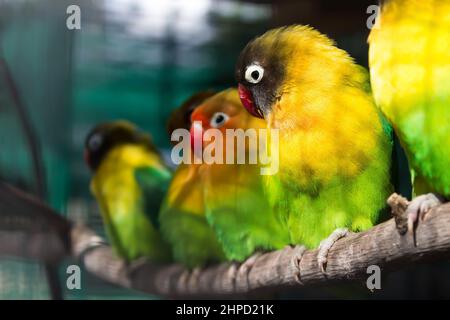 Gruppo di pappagalli verdi seduti su un ramo Foto Stock