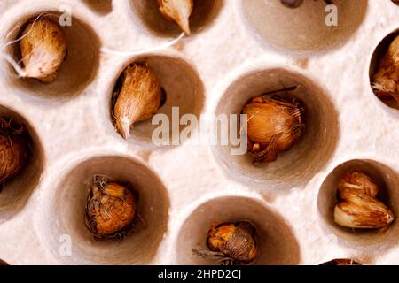 Piantando tulipani in un contenitore con suolo. Tulipani in crescita a casa. Il concetto di giardinaggio domestico. Foto Stock