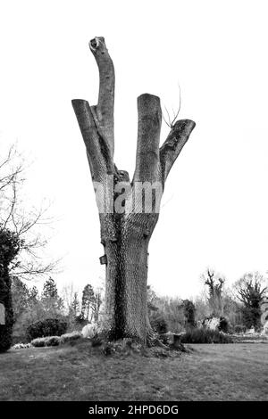 Considerate come immagini d'arte di alta qualità, fotografie scattate intorno al parco di Bressingdon in Norfolk con alcuni movimenti intenzionali della telecamera ICM durante l'esposizione. Foto Stock