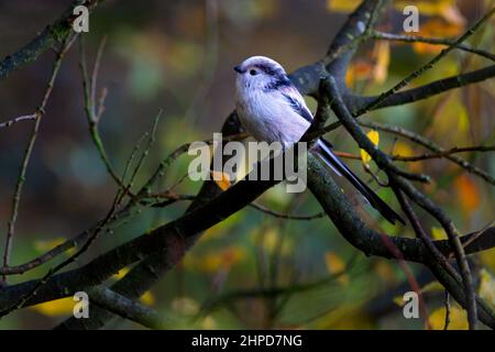 Aegithalos caudatus, detto anche staio a coda lunga, è un uccello comune trovato in tutta Europa Foto Stock