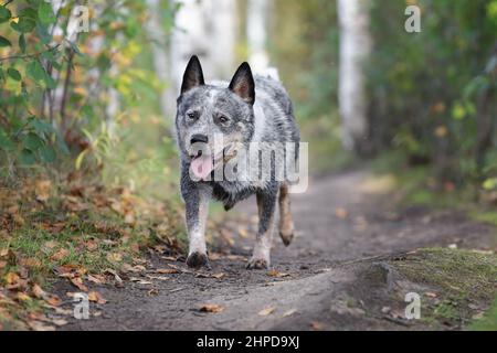 Il giovane cane australiano del bestiame sta camminando nella foresta. Heeler blu che corre in natura. Foto Stock
