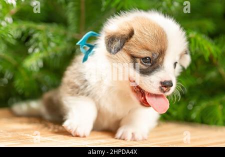 Carino puppy sorridente di gallese pembroke corgi cane razza vicino rami di abete a natura. Messa a fuoco selettiva Foto Stock