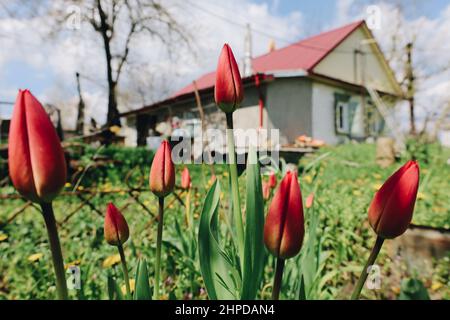 Villaggio vecchia casa con tetto rosso e gemme di tulipani di fronte, bella vita semplice al sobborgo di Ucraina Foto Stock