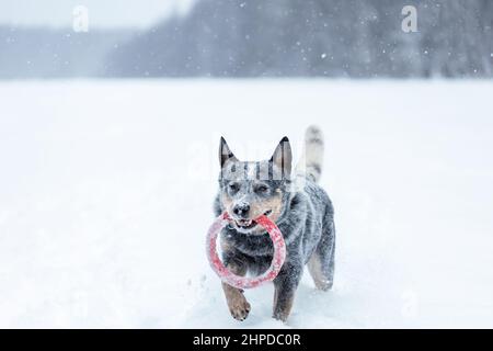 Il cane australiano del bestiame o la talloniera blu che gioca con l'anello del giocattolo sulla neve all'aperto in inverno Foto Stock