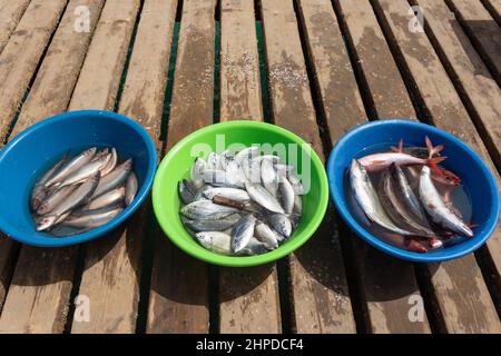 Secchi di pesce fresco pescato sul pontao Santa Maria pescante, Praia Santa Maria, Santa Maria, SAL, República de Cabo (Capo Verde) Foto Stock