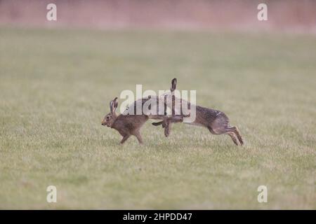 European Hare (Lepus europeaus) 2 adulti, maschio inseguimento femminile in erba campo, Suffolk, Inghilterra, febbraio Foto Stock