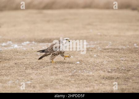 SAKER falcon Falco cherrug, maschio adulto che cammina sull'erba, Hortobagy, Ungheria, gennaio Foto Stock
