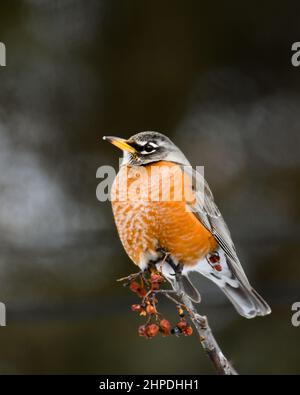 Un rapinatore americano, Turdus migratorius, arroccato su una cenere di montagna americana, Sorbus americana, con bacche nelle Adirondacks, NY in un inverno nevoso. Foto Stock