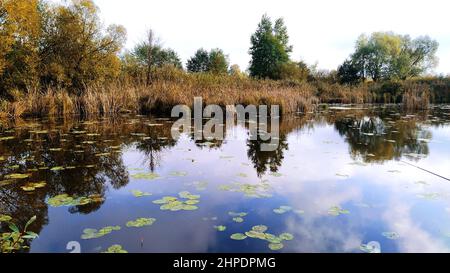 Pesca sul lago, sulle canne, bellissimi gigli Foto Stock