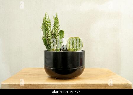 Vaso nero con vari tipi di cactus, barile, orecchie di coniglio e cervo su un asse di legno non verniciato Foto Stock