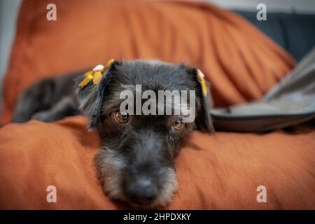 Cane nero posto su un divano. Foto Stock