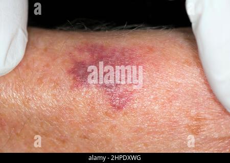 Porpora, porpora senile Foto Stock