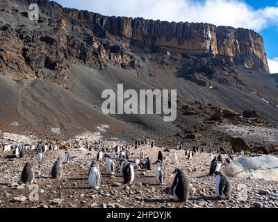 Adelie Penguin, Pygoscelis adeliae, con pulcini a Brown Bluff, penisola antartica Foto Stock