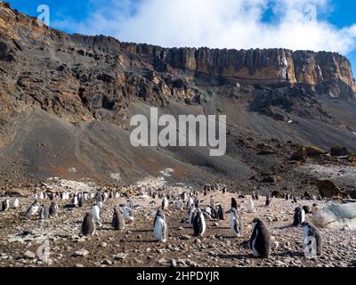 Adelie Penguin, Pygoscelis adeliae, con pulcini a Brown Bluff, penisola antartica Foto Stock
