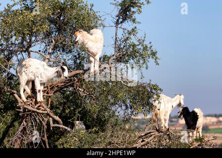 Tree Climbing capre su un albero di argan a Essaouira, Marocco Foto Stock