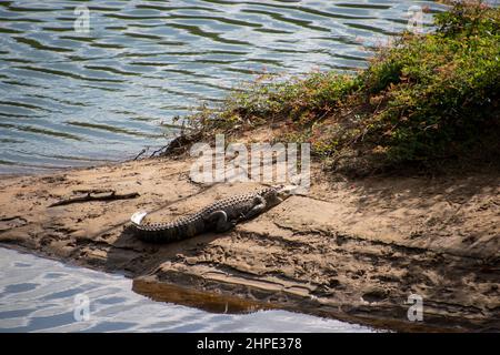 Un unico alligatore americano che prende il sole sulle rive del Broad River in Columbia, SC Foto Stock