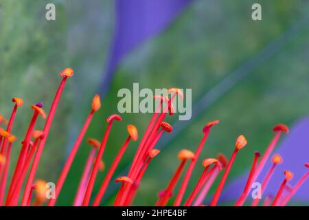 Brownea macrophylla, conosciuta anche come Mountain Rose Foto Stock