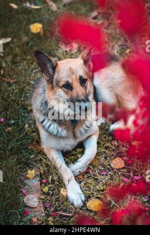 Foto verticale di uno Shepard tedesco rilassante in erba Foto Stock