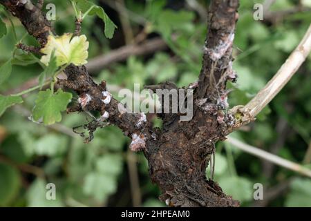 Diaspididae Pest su rami e steli di arbusti, tracce di infezione succhiare guscio insetto primo piano Foto Stock