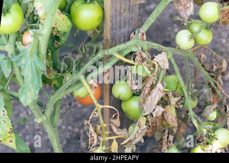 Malattia di Fusarium wilt su pianta di pomodoro. Danneggiato da malattia e pesti di foglie di pomodoro Foto Stock