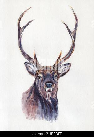 Ritratto di cervo. Illustrazione dell'acquerello della grafica. Animale disegnato a mano su bianco Foto Stock