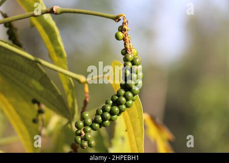 Pepe nero coltivato in pianta con bacche verdi e foglie in una giornata di sole con sfondo naturale Foto Stock