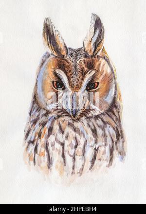 OWL ritratto. Illustrazione dell'acquerello della grafica. Animale disegnato a mano su bianco Foto Stock