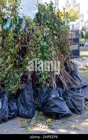 Industria agricola. Commercio di strada. Fiera tradizionale. Piantine di vari alberi da frutto con radici avvolte in film nero. Giorno. Nessuna gente. Selectiv Foto Stock