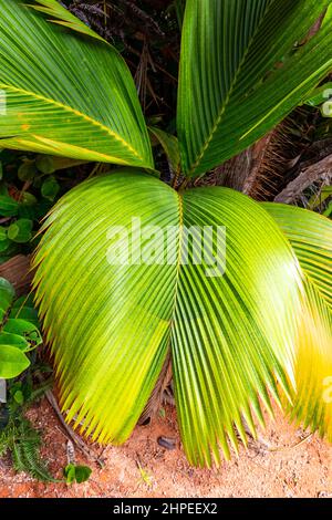 Lantannyen fey (Fenicophorium borsigianum, palma latanier) foglie di palma, specie endemiche delle Seychelles, nella Riserva Naturale Vallee de mai, Praslin. Foto Stock