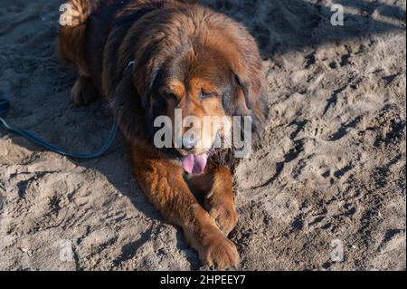 Ritratto di un grande cane rosso che giace sulla sabbia. Il Mastiff Tibetano riposa con la bocca aperta e la lingua fuori. Esterno. Giorno. Nessuna gente. Foto Stock