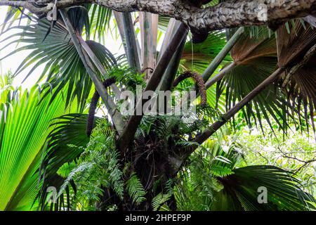 Gruppi di frutta ad infiorescenza maschile di Coco de mer (Lodoicea maldivica) con grandi foglie di palma intorno, specie endemiche a Praslin Island, Vallee de mai Foto Stock