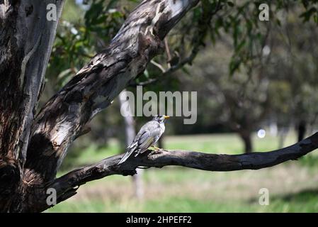 Minatore rumoroso, manorina melanocephala, guardando in su mentre arroccato sul ramo di un albero di eucalipto, i taloni acuti dell'uccello afferrano strettamente il ramo Foto Stock