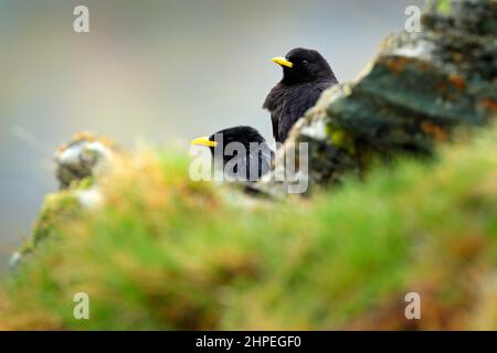 Due Chugh alpina nascoste, il gracolo di Pirrhocorax, uccello nero seduto sulla pietra con lichen. Animale nell'habitat naturale di montagna, Austria. Alpine CH Foto Stock