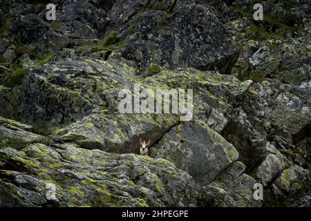 Camosci, Rupicapra rupicapra tatranica, sulla collina rocciosa, pietra sullo sfondo, Vysoke Tatry NP, Slovacchia. Scena faunistica con corno animale, endemica ra Foto Stock