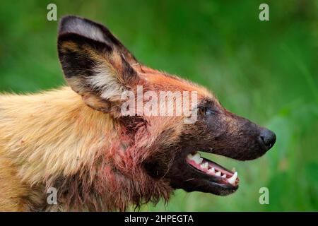 Cane selvatico africano, Lycaon pictus, ritratto di dettaglio museruola aperta, Mana piscine, Zimbabwe, Africa. Pericoloso animale macchiato con grandi orecchie. Caccia dipinta do Foto Stock
