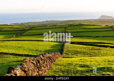 Paesaggio tipico con mucche, campi e pareti in pietra, Serra do Cume, Isola di Terceira, Azzorre, Portogallo Foto Stock