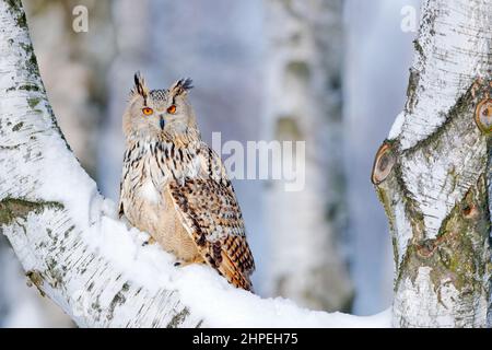 Scena invernale con Big Eastern Siberian Eagle Owl, Bubo bubo sibiricus, seduto nella betulla con neve nella foresta. Foto Stock