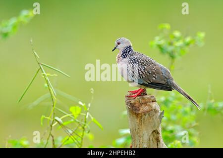 Colomba macchiata, Spilopelia chinensis, piccione piccolo e piuttosto a coda lunga dallo Sri Lanka, Asia. Uccello seduto sul tronco dell'albero nell'habitat naturale, Foto Stock