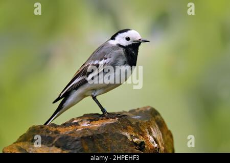 Waggail bianco, Motacilla alba, sul ramo dell'albero. Uccello con cibo per uccelli giovani. Primavera, tempo di nidificazione. Fauna selvatica comportamento scena in habitat naturale, CZ Foto Stock