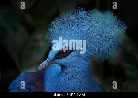 Piccione blu grande. Piccione coronato occidentale, Goura cristata, ritratto di dettaglio nelle foreste pluviali della Nuova Guinea, Asia. Uccello blu con occhio rosso, scuro fo Foto Stock