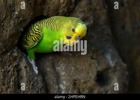 Budgerigar, Pelopsittacus undulatus, pappagallo semente giallo a coda lunga vicino al nido d'albero. Piccolo uccello carino nell'habitat. Pappagallo in Th Foto Stock