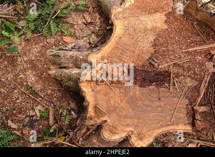Vista dall'alto di un grande ceppo di alberi di un albero di legno di Nandu (Pericopsis Mooniana) Foto Stock