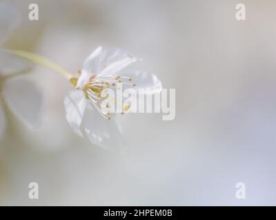Delicato fiore bianco in primavera Foto Stock