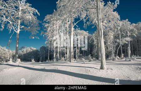 Inverno nei monti Beskidy vicino a Szyndzielnia, Klimczok e Blatnia, Beskid Slaski, Polonia Foto Stock