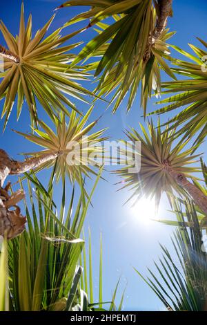 Palme e cielo blu, vista dal basso. Un concetto di vacanza estiva. Foto Stock