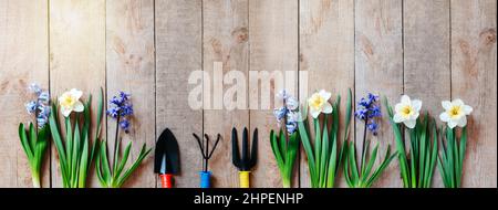 Banner da giardinaggio primaverile con bulbi di fiori di giacinto e daffodil, pala a mano e rastrello su sfondo tavola in legno Foto Stock